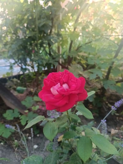 A single, fully bloomed red rose is centrally positioned in the foreground of the image. The rose has deep red outer petals and lighter pink petals towards its center. The rose is surrounded by green leaves and several stalks of lavender. The background is blurred, showing a green, leafy garden environment with hints of sunlight filtering through. The overall setting appears to be an outdoor garden, potentially in the city of Voskresenskiy, Russia, given the context. No people are visible in the image.
