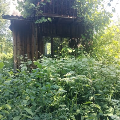 The image depicts an overgrown, abandoned wooden building, possibly a small house or outbuilding, situated in a natural, vegetated environment. The structure is made of weathered vertical wooden planks and features a corrugated roof. There is a multi-paned window reflecting the surrounding greenery. A rusty metal railing is visible on an upper level or balcony, which is also covered in vines. The foreground and surrounding area are densely populated with various green plants, including a significant amount of white flowering plants, possibly Queen Anne's lace or a similar species. The lighting suggests it is daytime, with sunlight filtering through the foliage. The image does not contain any people or evidence of recent human activity. It is not possible to determine the specific location within the city of Sheptytskyi, Ukraine, from the visual information provided.