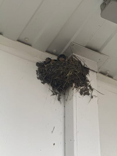 A bird's nest, constructed from mud and grass, is affixed to the junction of two white structural elements, likely part of an outdoor overhang or building facade. Within the nest, three young birds with dark heads and open mouths are visible, suggesting they are awaiting food. The surrounding environment is a neutral, off-white color, with visible seams and fasteners on the structural components. The nest itself appears somewhat disheveled, with loose strands of grass extending outwards. No people are present in the image. The location is identified as Kommuna, Russia.