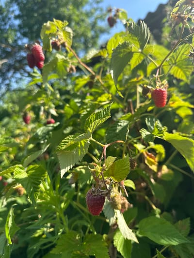 A close-up, shallow-depth-of-field shot captures a raspberry bush with ripe red berries and green leaves against a blurred backdrop of greenery and a hint of a roofline. The image is taken outdoors in natural daylight. There are no people visible. The focus is on the ripening fruit and foliage. The setting appears to be a garden or natural outdoor space, possibly in Hîrbovăț, Moldova, based on the context provided.