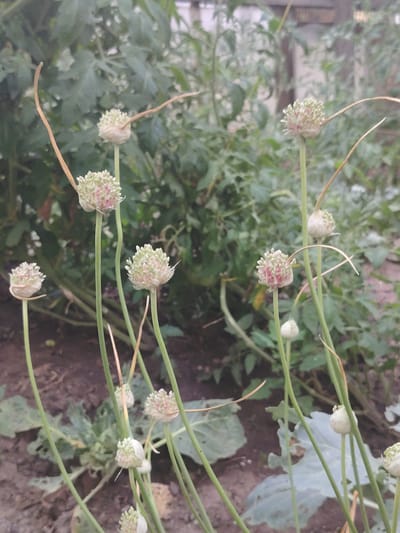 The image shows a close-up of several flowering garlic scapes in a garden. The scapes are topped with spherical flower heads that are mostly white with hints of pink. Some of the scapes have dried, curling tendrils. The background is filled with blurred green foliage, likely from other garden plants like tomatoes, and a hint of a wooden fence. The ground is covered in dark soil and some fallen leaves. The scene appears to be outdoors in a residential garden setting. No people or animals are visible. The specific location is identified as Степное, Russia.