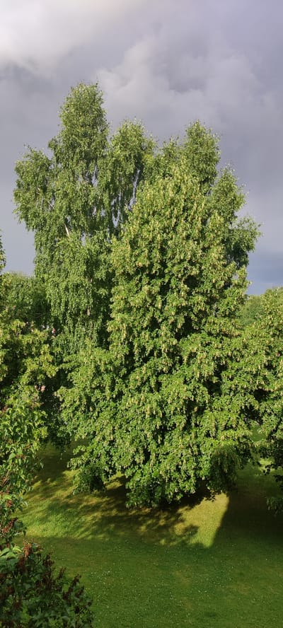 In the foreground of the image, a lush green lawn with scattered white flowers is visible. Casting dappled shadows across the grass are the branches of a large, leafy tree. The tree has a dense canopy of green leaves and some lighter, yellowish blossoms. To the left of this tree, another, taller tree with a lighter trunk and more sparse foliage is partially visible. The background is dominated by a dramatic, cloudy sky with dark, moody gray clouds interspersed with lighter patches. The scene appears to be set in a park or garden, likely within the Ангелово Клубная Резиденция in Russia, given the context provided, though no explicit markers confirm this location. No people or animals are present in the frame.