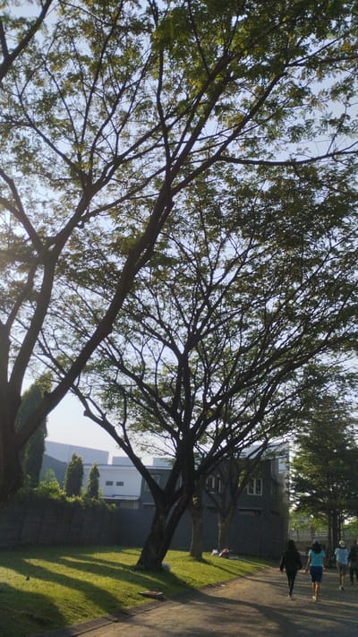 This is a vertical, medium-angle, outdoor photograph taken in Trosobo, Indonesia. The foreground features a paved pathway with sunlight casting long shadows from the trees. To the left, a well-maintained grassy lawn is illuminated by the sun, with a low stone border delineating the pathway. In the midground, several people are walking away from the camera on the pathway. They appear to be engaged in leisure activity, possibly exercise or a stroll. Behind the pathway and lawn is a dark-colored fence. Beyond the fence, a modern building with white accents and several windows is visible. Two dark green, conical trees stand in front of the building. The background is dominated by the sky and the dense canopy of large trees with intricate branches and green leaves, suggesting a park or a residential area with ample greenery. The lighting indicates it is either early morning or late afternoon, with the sun low in the sky.