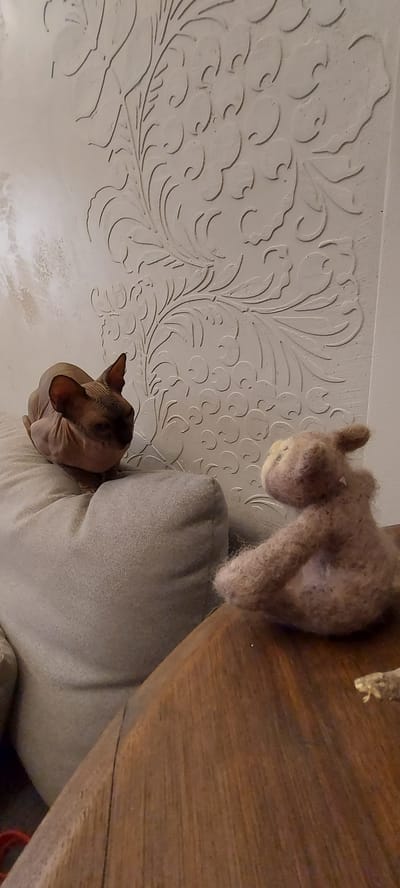 An indoor scene features a Sphynx cat and a stuffed animal on furniture. The cat, with its characteristic wrinkled skin and large ears, is perched on a light gray cushion. To the right, a small, brown, felted stuffed animal sits on a dark wooden surface, facing away from the cat. The background is a wall with an embossed floral pattern. The image is taken from a slightly elevated perspective. The location is identified as Follonica, Italy.