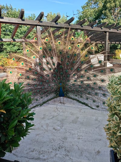 A full-plumaged peacock displays its iridescent tail feathers within a garden or park setting. The bird stands on a light-grey concrete surface, flanked by shrubbery on both sides. Behind the peacock, a dark-stained wooden pergola structure is visible. The background shows various trees and shrubs under a clear blue sky. The scene is set in Starosel, Bulgaria.