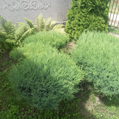 The image depicts a garden area in Cepeleuți, Moldova. The foreground is dominated by lush green, low-lying bushes, appearing to be juniper, covering a significant portion of the ground. Behind these, to the left, are several ferns with their characteristic fronds. A taller, conical evergreen tree stands to the right, casting a shadow. In the background, a grey wall with an ornate, textured pattern is visible. A portion of a black wrought-iron fence can be seen at the far right edge of the frame. The ground is covered in grass and scattered clover-like plants. The lighting suggests it is daytime, with sunlight creating distinct shadows. No people are present in the scene.