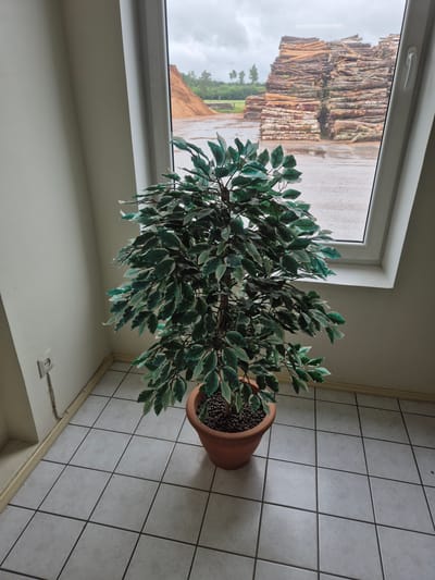 A potted plant, likely a Ficus benjamina, is positioned in the corner of a room with tiled flooring. The plant is variegated with green and white leaves and is in a terracotta pot filled with dark brown decorative stones. The room has light-colored walls and a light-colored baseboard. A white electrical outlet with a visible cord runs down the wall near the plant. The room has a large window through which a cloudy sky and a large outdoor pile of logs are visible. The scene appears to be in Ebavere küla, Estonia, given the context of the provided information.