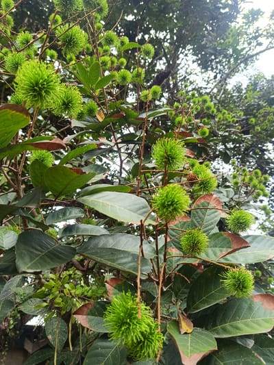 The image displays a close-up view of a rambutan tree (Nephelium lappaceum) heavily laden with numerous unripe, green fruits. The scene is set outdoors in Aluebuket, Indonesia.
The primary subjects are the many clusters of spherical, bright green rambutan fruits, each characterized by its distinctive soft, spiky exterior. These fruits are still immature, indicating they are in an early stage of growth before they develop their characteristic red or yellow ripened color. They hang from slender, brown branches that weave through the dense foliage.
The tree is abundant with large, dark green leaves, some of which exhibit brown edges, suggesting natural wear or environmental factors. The background is composed of more blurred green foliage and a bright, overcast sky peeking through the canopy, indicating it is daytime. The lighting is natural and diffuse, consistent with an outdoor setting during the day, possibly morning or early afternoon. No human activity or presence is visible, and the scene focuses entirely on the natural growth of the fruit tree. There is no visible text in the image.
