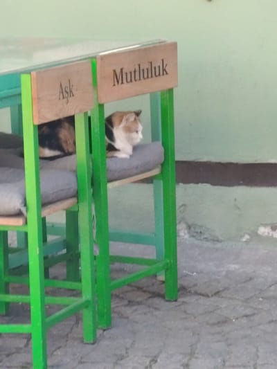 A calico cat is resting comfortably on a gray cushion placed on a green metal-framed chair. The cat, with white, black, and orange/brown fur patches, is facing towards the right side of the frame, looking calmly into the distance. It is positioned between two similar chairs, with its body mostly visible on the chair to the left, and its head and upper body on the chair to the right.
Both chairs feature wooden backrests. The backrest on the left chair clearly displays the Turkish word "Aşk," which translates to "Love." The backrest on the right chair shows the word "Mutluluk," meaning "Happiness." These words suggest a thematic design for the seating.
The setting appears to be an outdoor or semi-outdoor area, possibly a cafe or a public space in Eskisehir, Turkey, as indicated by the location context. In the background, there is a light green wall with a darker, horizontal brown band running across its lower section. The ground beneath the chairs is paved with gray, irregular-shaped stones, resembling cobblestones or worn flagstones. The lighting suggests it is daytime, and the overall atmosphere is tranquil.