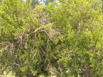 The image shows a dense canopy of green leaves of a large tree, with bare, light-colored branches visible throughout. One prominent branch in the upper left portion of the image appears broken, with a lighter, splintered end. In the background, through the foliage, a small structure that looks like a house or shed with a peaked roof is partially visible, suggesting a rural or semi-rural setting. The overall impression is that of a lush, natural environment. The lighting suggests it is daytime, and the abundant leaves indicate a season of growth, likely spring or summer. There is no visible text in the image. The location is Tuishevo, Russia.