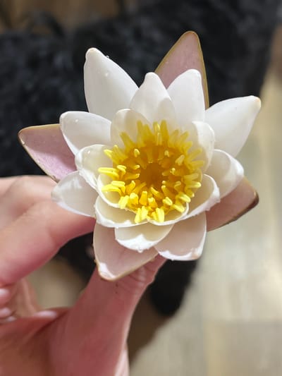 A close-up shot shows a person's hand holding a single white water lily with yellow stamens. The flower has delicate, translucent petals, some of which are tinged with pink at the tips. Small water droplets are visible on the petals, suggesting it has recently been in water. The background is dark and out of focus, with a hint of a dark, textured surface, possibly fabric or fur. The scene appears to be indoors, given the lighting and the smooth, pale floor or surface visible at the bottom right. There is no identifiable information to suggest a specific location in the city of Нагорный, Russia.