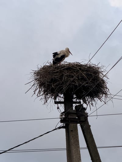 A low-angle, full shot captures a stork standing atop its large, twig-constructed nest, which is situated on a concrete utility pole. The bird is facing to the right, with its white body and black wings visible. The nest is a dense, chaotic assembly of branches and twigs. The utility pole is weathered concrete with metal attachments supporting the nest. Electrical wires crisscross the frame against a pale, overcast sky. The background is a uniformly gray sky. The scene is outdoors.