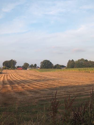 This is a vertical, eye-level, full shot of a harvested field with rows of dried crops bathed in the golden light of late afternoon, in Alvimare, France. The field is in the foreground, with the harvested crops arranged in neat, parallel lines. Beyond the field, a line of trees and houses is visible, with a cornfield to the right. The sky above is a pale blue with scattered white clouds. There are no people or animals visible in the image.