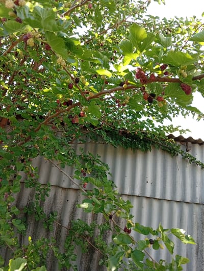 In Tomai, Moldova, a mulberry tree laden with ripe and ripening fruit hangs over a corrugated metal fence. The tree's branches are a vibrant green, dotted with clusters of dark purple, red, and pale green mulberries. Sunlight filters through the leaves, casting dappled shadows. The fence, weathered and showing signs of age, stretches horizontally across the lower portion of the frame. The background is a bright, clear sky. There are no people visible in the image.