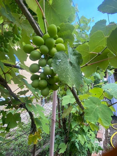 In Akhtyrskiy, Russia, this image captures a close-up view of a grape vine under a bright blue sky. The vine is laden with clusters of small, unripe green grapes, some still developing on their stems. Large, vibrant green leaves, characteristic of a healthy vine, surround the fruit, with a few showing signs of natural wear or discoloration. The vine itself is supported by what appears to be a dark, weathered trunk and branches, interwoven with some visible wires for support. In the background, hints of a building and a chain-link fence suggest a residential or garden setting. A light-colored, cylindrical object, possibly a stake or support, is also visible among the foliage. The overall scene is one of natural growth and the early stages of fruit development in an outdoor environment.