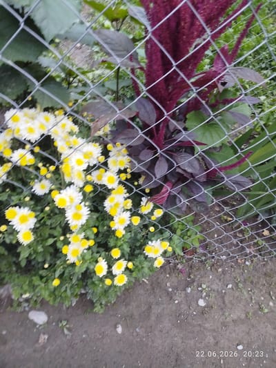 This is a medium shot photograph taken outdoors, depicting a garden scene behind a chain-link fence. The foreground features a cluster of white chrysanthemums with bright yellow centers, interspersed with smaller yellow flowers. Behind the flowers, a plant with dark purple, elongated leaves and a deep red, feathery bloom is visible. The background consists of green foliage and a sandy, earthy ground with scattered small stones and a few fallen leaves. The photograph has a timestamp in the bottom right corner reading "22.06.2026 20:23". The lighting suggests it is late afternoon or early evening, and the weather appears to be fair, as indicated by the garden setting. The scene is peaceful and natural, with no people present. The location context provided is Özgön, Kyrgyzstan.