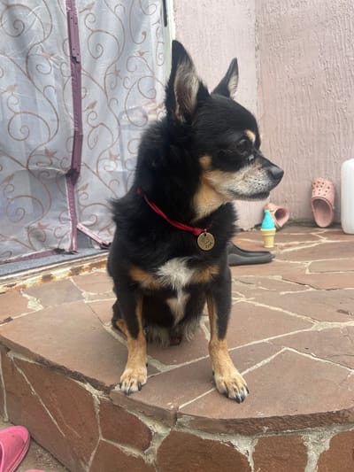 A small black and tan dog with large erect ears sits on a stone patio in front of a sheer curtain. The dog is facing to the right, with its head turned slightly. It is wearing a red collar with a gold tag that has paw prints and writing on it. In the background, there is a pink shoe, a blue ice cream cone, and a white bottle. The scene appears to be outdoors, possibly in a residential area. The text on the tag is Cyrillic and reads "БОНЯ".
