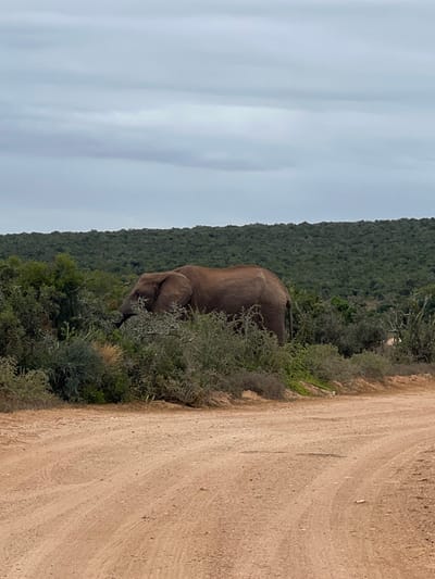 The image depicts a wild landscape within the Sundays River Valley Local Municipality, South Africa. A large, reddish-brown African elephant is observed in the midground, partially concealed by dense green and grey-green thorny bush vegetation. Its head is positioned deep within the foliage, indicating foraging activity. The elephant's prominent back and hindquarters are visible above the immediate bushes. In the foreground, a reddish-brown dirt road with visible tire tracks curves slightly to the right. The background features undulating hills covered by a continuous, dense forest of green trees and shrubs. The sky is uniformly overcast and light grey. No other animals or human presence are discernible.