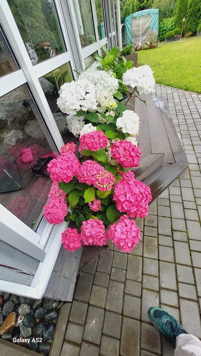 The image depicts an outdoor scene with a focus on a cluster of vibrant pink hydrangeas situated on a wooden deck. White hydrangeas are also visible in the background. To the left, a large glass-paneled door with a white frame reflects trees and greenery. Pink rubber clogs and dark footwear are placed on the wooden surface near the door. The deck leads to a paved walkway made of grey interlocking pavers, which are wet, suggesting recent rain. In the lower right corner, a person's foot, clad in a teal-colored sneaker and light-colored pants, is visible on the pavers. The environment beyond the deck and walkway appears to be a manicured lawn with trees and a green structure in the distance, indicative of a residential or garden setting. The bottom left corner of the image displays "Galaxy A52" text, indicating the device used for capture. The scene is likely located in Zhavoronki, Russia, given the context.