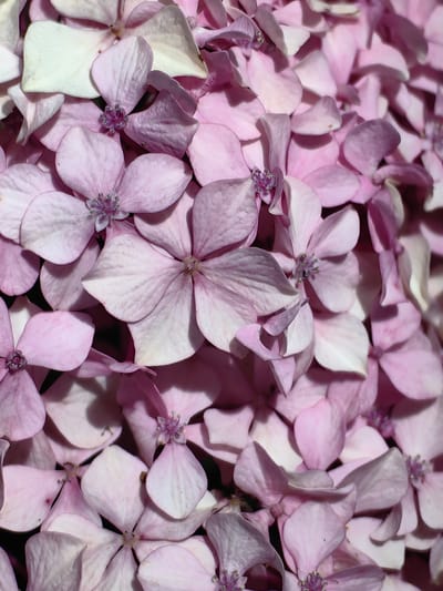 The image is a close-up, overhead view of a cluster of pale pink hydrangea flowers. The petals are soft and delicate, with some showing a lighter, almost white hue in the center. Tiny dark speckles, possibly pollen or natural imperfections, are visible on some petals. In the upper left corner, a small black ant is perched on one of the petals. The lighting creates soft shadows and highlights, emphasizing the layered texture of the blooms. The background is a dark, blurred mass, likely the surrounding foliage or other parts of the flower cluster. There is no visible indication of the city of Siumsa, India, or any human activity in the image.