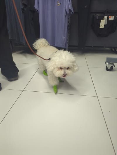 A white, fluffy dog wearing bright green booties walks on a tiled floor. The dog is on a leash, held by a person whose legs are visible on the left side of the frame. In the background, clothing racks are displayed, with various garments, including t-shirts and underwear, hanging on them. A wheeled cart is also visible on the right side of the image. The scene appears to be inside a retail store.