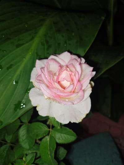 This media file shows a close-up, top-down view of a delicate white rose with pink edges, adorned with water droplets. The rose is centered in the frame, with its petals unfurling to reveal a soft pink core. The background is dominated by large, dark green leaves, also glistening with water, suggesting a recent rain or dew. The lighting is dim, implying it might be evening or nighttime, with the dark background adding to the sense of mystery and intimacy. The overall mood is tranquil and serene, highlighting the natural beauty of the flower. No text is visible in the image. The location context provided is Şu, Kazakhstan.