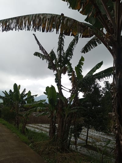 The scene depicts an agricultural landscape in the city of Kondha, India, under an overcast sky. In the foreground, the edge of a concrete or paved path runs along the lower left. Adjacent to the path, a strip of unkempt grass and low vegetation is present. Multiple banana trees with large, green, and partially dried or split leaves dominate the midground. Some banana trees display exposed brown trunks. Beyond these trees, a cultivated field extends, characterized by parallel rows covered with white plastic mulch film, under which small green plants are visible. Denser green foliage from other trees forms a darker backdrop on the right. In the far background, distant hills or mountains are silhouetted against the grey, cloudy sky. No human figures or discernible actions are present.