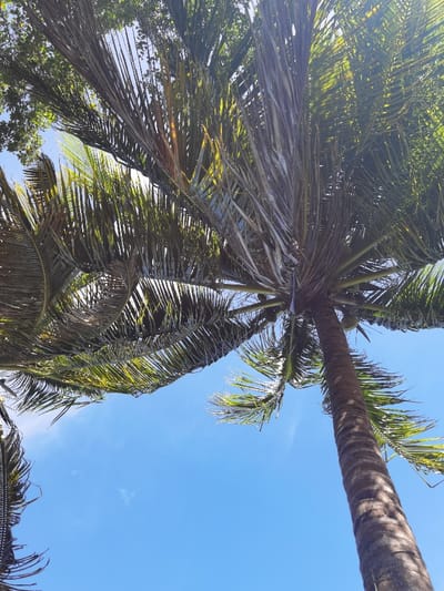 The image is a low-angle shot of a palm tree with green fronds against a clear blue sky. The tree is in the foreground and the camera is looking up at it. The sun is shining brightly and the palm tree is casting a shadow on the ground. There is a small patch of forest visible behind the palm tree. The image is taken from a location in the city of Unidad de Riego, Mexico at the coordinates 18.591, -88.434.