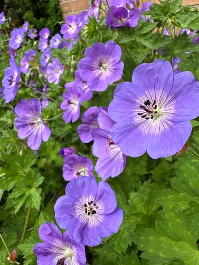 The image shows a close-up view of purple geranium flowers in a garden. The flowers are in full bloom, with their petals spread open, revealing their delicate veins. The leaves of the plants are a vibrant green, and some of them are visible in the background. The scene is set outdoors, possibly in a residential garden, given the presence of a brick wall and a evergreen hedge in the background. The lighting suggests it is daytime, with soft, natural light illuminating the flowers. This image likely depicts a garden in Delbrück, Germany, known for its picturesque landscapes and abundant flora.