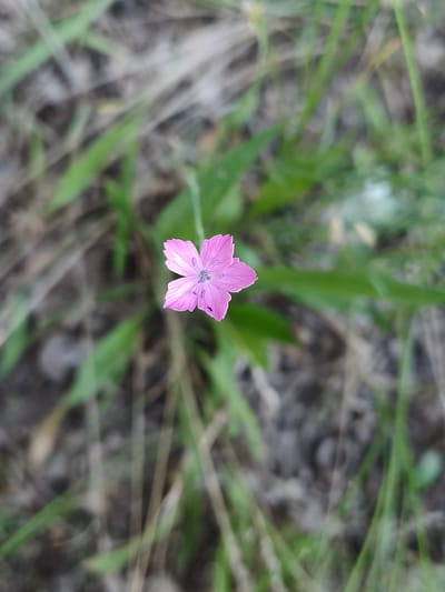 The image shows a single, delicate pink flower in close-up, set against a blurred background of dry grass and greenery. The flower has five petals, each with lighter pink striations, and a darker pink center with visible stamens. The focus is sharp on the flower, while the surrounding environment is out of focus, creating a bokeh effect. The lighting appears natural, suggesting it was taken outdoors in daylight. The scene is likely a natural setting, possibly a meadow or a field, given the presence of grass and the wild appearance of the flower. There are no people or any text visible in the image. The overall impression is one of natural beauty and simplicity.