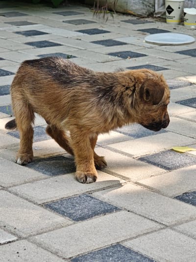 A scruffy, brown dog is standing on a paved patio with a checkered pattern of light gray and dark gray square tiles. The dog is facing to the right, with its head lowered as if sniffing the ground. Its fur is a mix of brown and black, and it appears to be a medium-sized breed. In the background, there are some green plants, a white plastic lid, and two white cups. The scene is illuminated by natural light, casting shadows on the ground. The location is specified as Căușeni, Moldova.