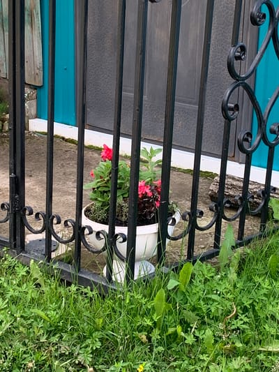 The image depicts a close-up view of a black wrought-iron fence with decorative scrolls, obscuring a portion of the background. Through the fence, a white planter containing pink flowers and green foliage is visible on a concrete surface. Beyond the planter, a teal-colored door and a textured gray door are partially visible. The foreground is dominated by lush green grass and weeds. The scene appears to be an outdoor area, possibly a yard or garden, in the city of Barsai, Russia. There are no people or animals present in the frame.