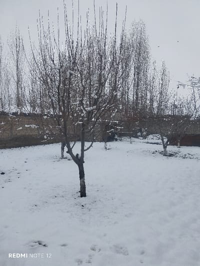 A snow-covered yard contains leafless trees, some with snow clinging to their branches. Bare tree trunks dot the landscape. A low brick or stone wall partially encloses the yard. The sky is overcast and gray. Footprints mark the fresh snow in the foreground. A few taller trees appear in the background.