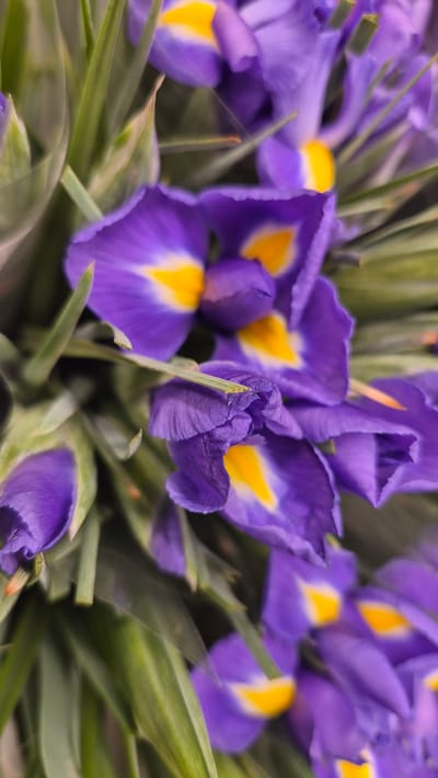 The image shows a close-up, vertical, and slightly blurred view of a bouquet of purple iris flowers with yellow centers. The flowers are in various stages of bloom, with some fully open and others still partially closed. Green, grass-like leaves surround the flowers. The background is a soft blur of greens and purples, suggesting an indoor setting or a shaded outdoor area. There are no people or specific landmarks visible that would indicate a location in Jēkabpils, Latvia.