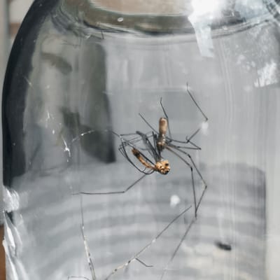 This is a close-up, indoor shot of two long-legged spiders inside a clear glass jar. One spider, with a light brown cephalothorax and abdomen, is positioned upright. Its legs are long and spindly, extending outwards. Slightly below and to the left of this spider is another spider, which appears to be dead or injured, its body contorted and its legs splayed out. The background is blurred and appears to be a domestic setting, with horizontal lines suggesting blinds or a striped curtain. The lighting is somewhat diffused, casting reflections and highlights on the glass. The image has a slightly desaturated, muted color palette, contributing to a somber or clinical feel. The overall scene depicts a moment of interaction between two arachnids, potentially a predation event or the aftermath of one, within the confines of the jar. There is no visible text in the image.