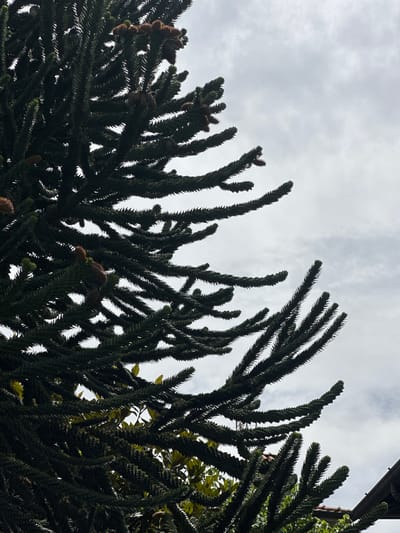 The image shows a close-up of the branches of a Monkey Puzzle tree against a cloudy sky. The tree's branches are dense and covered with sharp, scale-like leaves. Several cones are visible, attached to the branches. The lower part of the image shows hints of green foliage from other plants and the edge of a tiled roof, suggesting an outdoor setting in a residential or garden area. The sky is overcast with diffuse light. The scene is devoid of any people or actions. The location is identified as Gittana, Italy.