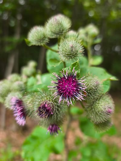 A close-up, shallow depth of field photograph shows a cluster of burdock flowers in bloom. The foreground features one prominent purple and pink thistle-like flower head, surrounded by several unopened green burdock buds. The unfurled flower has delicate, spiky petals radiating outwards. The buds are round and covered in prickly structures. Lush green leaves are visible amongst the flowers. The background is softly blurred, showing a dappled mix of dark green foliage and lighter brown earth tones, suggesting an outdoor, natural setting. The image is composed in portrait orientation and is sharp on the main flower and buds, with a progressively blurred background. The scene is devoid of human presence. The overall impression is one of natural detail and organic form, with a vibrant color contrast between the purple flowers and green buds.