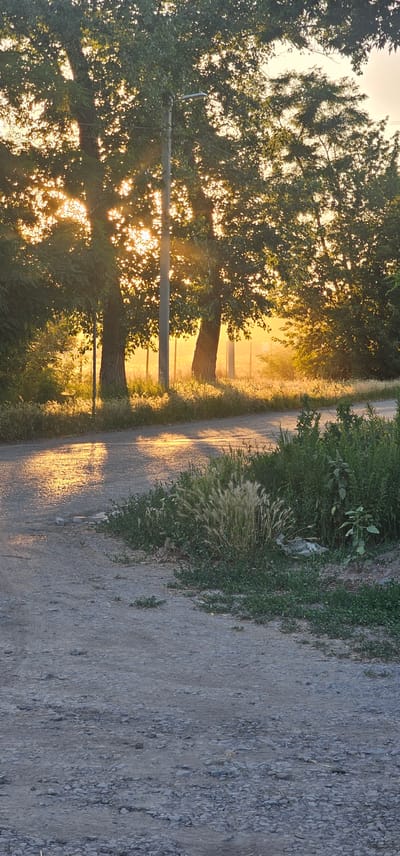 This image depicts a rural scene in Овощной, Russia, at sunset. The low angle of the sun creates a warm, golden light that filters through the leaves of large trees lining a dirt path. The path itself is visible on the right side of the image, with some gravel and sparse vegetation. On the left, the trees dominate the foreground, with their branches and foliage illuminated by the backlight. A utility pole is also visible, partially obscured by the trees. The light creates a hazy, atmospheric effect in the distance, suggesting a tranquil evening. The overall mood is serene and peaceful, capturing the beauty of a rural sunset. There is no visible text in the image.