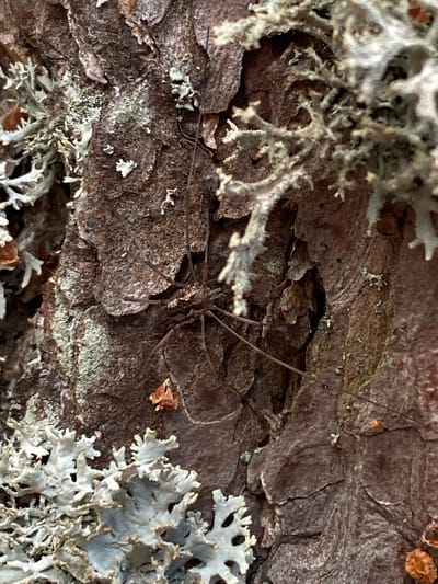 A close-up, detailed, full-frame, eye-level shot captures the textured bark of a tree, adorned with lichen and a harvestman. The bark displays a rough, reddish-brown surface with deep fissures and patches of green and gray lichen. A harvestman, a small arachnid with long, thin legs and a compact body, is positioned on the bark. Its legs are spread out, and its body is dark brown. The overall environment is natural, with no discernible urban elements or signs of human activity. The image does not provide information about the specific location within Baltiiskoe, Russia, beyond suggesting a natural outdoor setting.