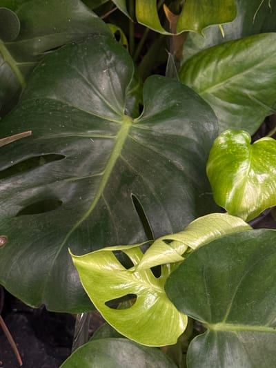This media file is a close-up, overhead shot of several large, green leaves of a Monstera plant. The leaves vary in their shade of green, from a deep, mature green to a brighter, lighter green on a new, unfurling leaf on the right side of the frame. The new leaf is curled and has visible fenestrations (holes), characteristic of the Monstera species. Some of the older leaves also display these fenestrations. The surface of the leaves appears slightly glossy, and some fine dust particles are visible on the darker leaves. The background is dark and out of focus, suggesting the plant is in a dimly lit environment or the focus is entirely on the leaves. There are no people, animals, or explicit location cues within the frame itself, other than the context provided that the location is Rozhdestvenskaya, Russia, which is external to the visual content of the image. The scene is static, focusing solely on the botanical subject matter. No text is visible in the image.