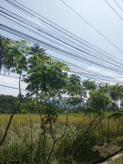 The image displays an outdoor, rural scene in Beteng_Pangkhar_Somthrang, Bhutan, under a clear blue sky. Approximately 15 to 20 dark utility lines traverse horizontally across the upper portion of the frame. In the mid-ground, several young trees with vibrant green, lobed leaves and visible branches stand, partially obscuring the background. Immediately behind these trees, a field of mature, golden-yellow crops, consistent with harvested or ready-to-harvest grain, extends across the middle of the image. The background features a dense line of darker green trees, including discernible palm trees, positioned before distant, hazy mountains. The immediate foreground on the right includes unkempt green grass and a narrow, concrete-lined drainage ditch. No individuals or animals are present. The scene is illuminated by bright, direct sunlight.