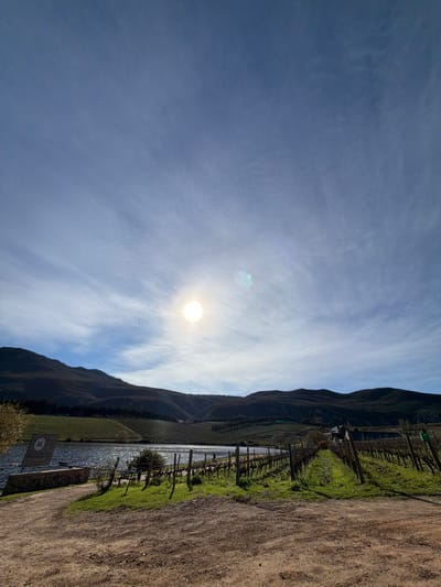 This is a vertical, eye-level, medium shot photograph of a vineyard and lake with mountains in the background, under a bright, partly cloudy sky. The sun is visible in the upper center of the image, appearing as a bright, white orb with lens flare. Wispy white clouds are scattered across a pale blue sky.
In the mid-ground, a body of water, likely a lake or dam, reflects the sunlight, creating a shimmering surface. Along the edge of the water, there is a small stone wall and a wooden sign with text, potentially indicating a winery or establishment. Rows of dormant grapevines stretch from the foreground towards the lake, with some green grass growing between them. A dirt path occupies the bottom portion of the frame.
Further back, tiered vineyards cover the slopes of dark, rolling hills. The hills are covered in scrub and trees, with some sections appearing darker than others. A building with a dark roof is visible nestled among the trees on the hillside. The overall scene suggests a rural setting, possibly a winery in the region of Theewaterskloof Nu, South Africa, known for its viticulture. There is one person visible in the far right mid-ground, seated near the vineyard.