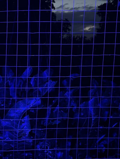 The image displays a close-up view of a wire mesh fence, illuminated with a vibrant blue light. Through the mesh, two distinct scenes are visible. On the left, a cloudy sky with subtle hints of light breaking through suggests either twilight or a break in the weather. Silhouetted trees are faintly discernible against this backdrop. On the right, the fence is positioned in front of dark foliage, possibly leaves and branches, which are also saturated in the same blue light. The intense blue lighting creates a stark, almost artificial atmosphere, obscuring finer details of the natural elements. The overall impression is one of a stylized or night-time scene, with the fence acting as a prominent foreground element that divides and frames the two glimpses of the outside world. There is no visible text in the image. The setting appears to be outdoors, possibly a yard or a park, given the presence of trees and foliage. The time of day is ambiguous due to the artificial lighting, but the cloudy sky suggests it is not broad daylight.