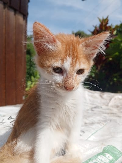 A small, orange and white bicolor kitten is seated outdoors in Limbangan Sari, Indonesia, under bright daylight. The kitten features distinct white whiskers, dark brown eyes, and a pinkish-orange nose; its fur appears somewhat ruffled, particularly around its pointed ears. It rests on a textured white woven material, possibly a sack, with a partial green graphic visible on the lower right. The kitten faces slightly right, its gaze directed downwards. The background on the left consists of a blurred, dark brown vertical wooden element, while the right features blurred green foliage interspersed with reddish plants, beneath a clear blue sky. No people or overt interactions are present.