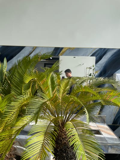A vibrant palm tree fills the frame, its fronds arching and casting shadows. Reflected in a mirror behind it is a person holding a phone, seemingly taking a photo of the scene. The wall behind the mirror is decorated with a swirling pattern in shades of blue, grey, and gold. A plain white wall occupies the left side of the image. The overall composition is slightly tilted, adding a dynamic feel.