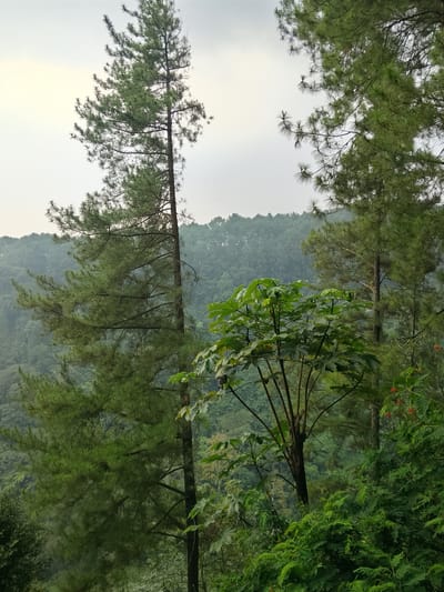 A vertical, medium shot captures a lush, dense forest scene in the highlands of Caringin, Indonesia. The foreground is dominated by towering pine trees, their long, slender needles creating a soft, feathery texture. To the right, a broad-leafed plant with vibrant green foliage stands out. Behind these, a rolling landscape of densely packed trees recedes into the distance, their forms softened by atmospheric haze. The sky above is overcast, with a pale, diffused light. The image is static, depicting a natural, unpopulated environment.