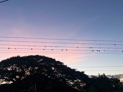 The image captures a twilight sky over Villa de Cura, Venezuela. The sky transitions from a deep blue at the top to soft hues of pink and purple closer to the horizon, indicating the sun has recently set. Several power lines stretch horizontally across the frame, some adorned with what appear to be nests or clusters of vegetation. Silhouetted against the colorful sky is a large, mature tree with a sprawling canopy in the foreground, its branches intricate and dense. To the right of the large tree, a line of smaller trees forms a dark, undulating silhouette. The overall scene is tranquil, characterized by the natural beauty of the fading light and the presence of urban infrastructure.
