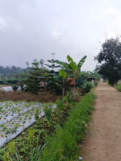A rural landscape in Nipa, Papua New Guinea, is depicted on an overcast day, likely morning or late afternoon, given the diffused light. The scene features a narrow, light brown unpaved road extending into the distance on the right. To the immediate left of the road, a strip of vibrant green grass grows, bordering a cultivated field beyond it.
The field displays rows of small green plants, possibly leafy vegetables or strawberries, planted through silver-colored plastic mulch sheets. Further into the midground, a diverse array of vegetation thrives, including banana trees with large green leaves and a visible cluster of reddish-brown fruits or flowers. Tall, conifer-like trees with tiered branches stand alongside other leafy trees and shrubs. Partially hidden amongst the dense foliage are a few small, rustic wooden structures, suggesting dwellings or storage sheds. In the far left background, a white, tunnel-shaped greenhouse or polytunnel is visible amidst more distant greenery. The sky above is entirely overcast, presenting a uniform light grey hue. In the far distance along the road, a dark, large tree with some bare branches stands, and a faint outline of what appears to be a motorbike can be seen on the road. No people or visible text are present in the image.