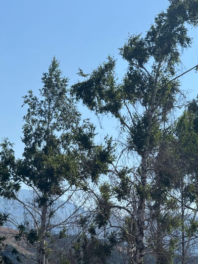 The image captures a bright, clear day in Bukovac, Montenegro, with a focus on the natural landscape. Dominating the foreground are several tall birch trees, their distinctive white bark and sparse green foliage silhouetted against a vibrant blue sky. The trees are in various stages of leafing, with some branches bare and others adorned with leaves that are rustling gently, suggesting a light breeze. In the middle ground, rolling hills covered in dry vegetation are visible, their contours softened by distance. Further in the background, a mountain range is faintly discernible through the haze, adding depth to the scene. A thin white contrail from an airplane stretches across the upper left portion of the sky, a subtle indication of human presence in the broader environment. The overall impression is one of a peaceful, rural setting bathed in sunlight.