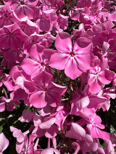 A close-up, high-angle shot reveals a dense cluster of vibrant pink phlox flowers in full bloom. The petals are a rich, saturated pink with delicate white veining radiating from the centers. Some petals exhibit slight translucency due to the sunlight filtering through them. The flowers are tightly packed, obscuring much of the background, which appears to be dark green foliage, suggesting an outdoor setting. The lighting creates distinct shadows and highlights on the petals, emphasizing their texture and form. There are no people, animals, or man-made objects visible in the frame. The image appears to be a detailed capture of a floral arrangement, possibly in a garden or park. There is no information in the image to suggest a specific location within Кашат, Kyrgyzstan.